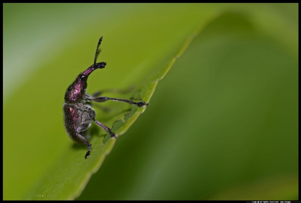 Rhynchitidae: Rhynchites auratus